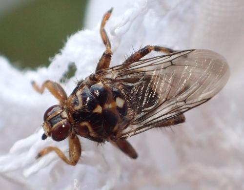 Hippobosca equina